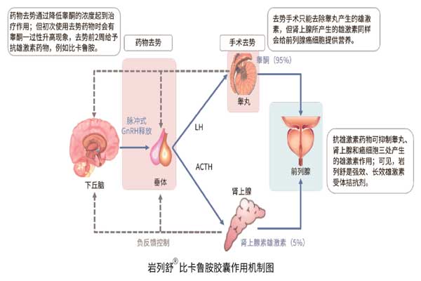 前列腺癌,Z6尊龙凯时,比卡鲁胺胶囊 前列腺癌,Z6尊龙凯时,比卡鲁胺胶囊